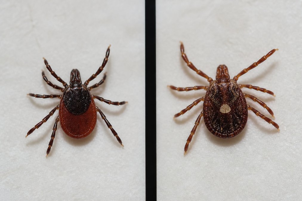 Blacklegged Tick vs Lone Star Tick ID in Canada