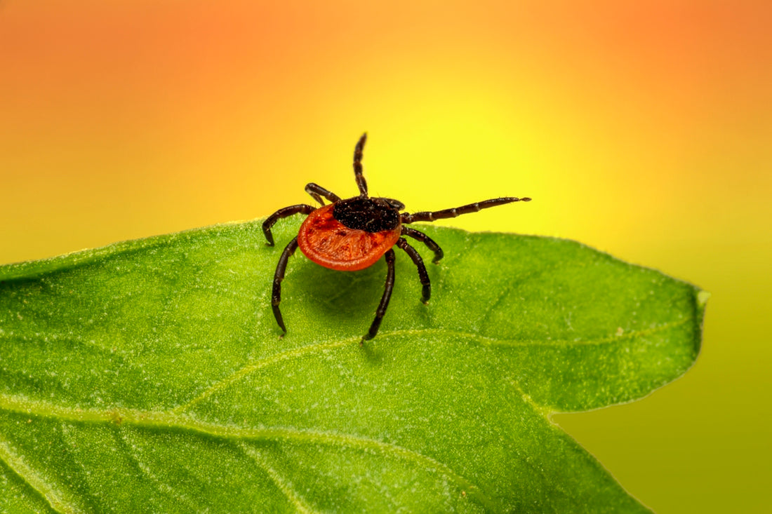 brown spider on green leaf