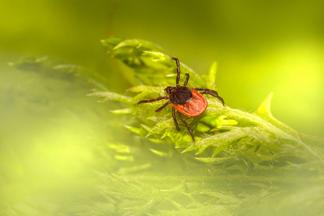 a red spider sitting on top of a green plant