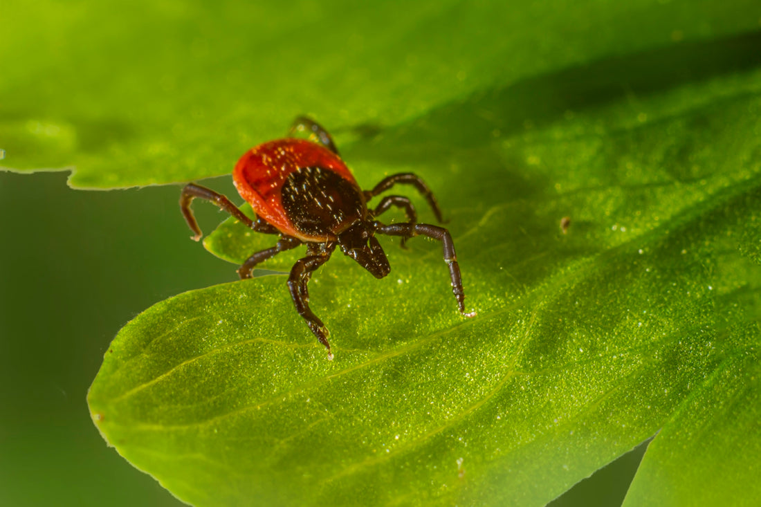 a red bug sitting on top of a green leaf