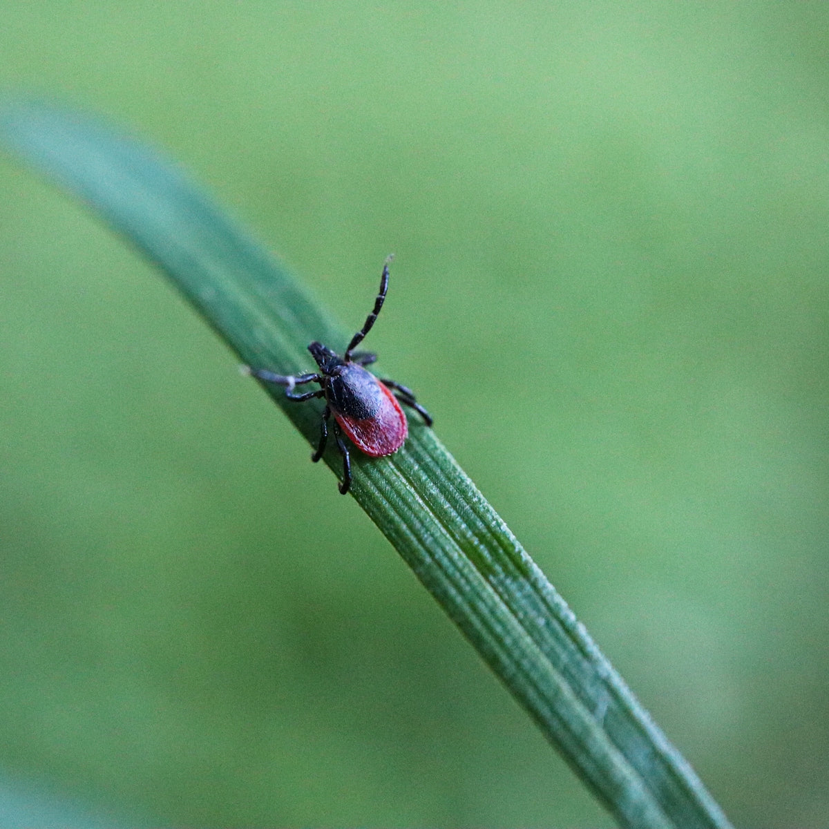 a bug that is sitting on a leaf