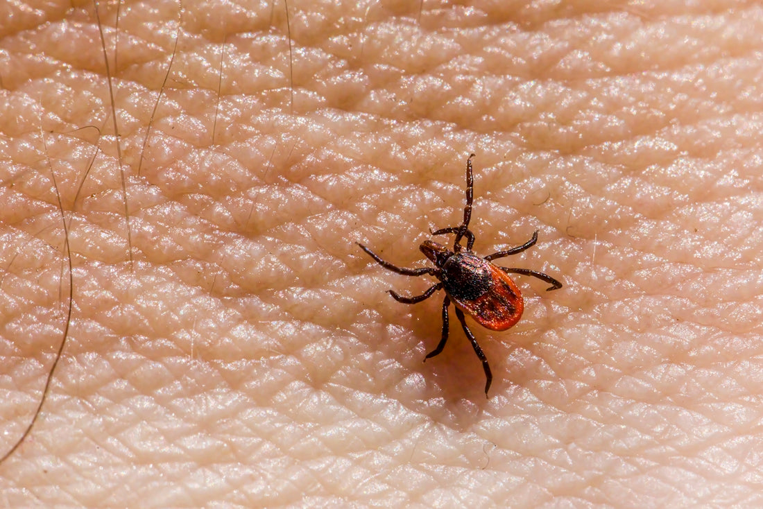 a bed bug on a human's skin