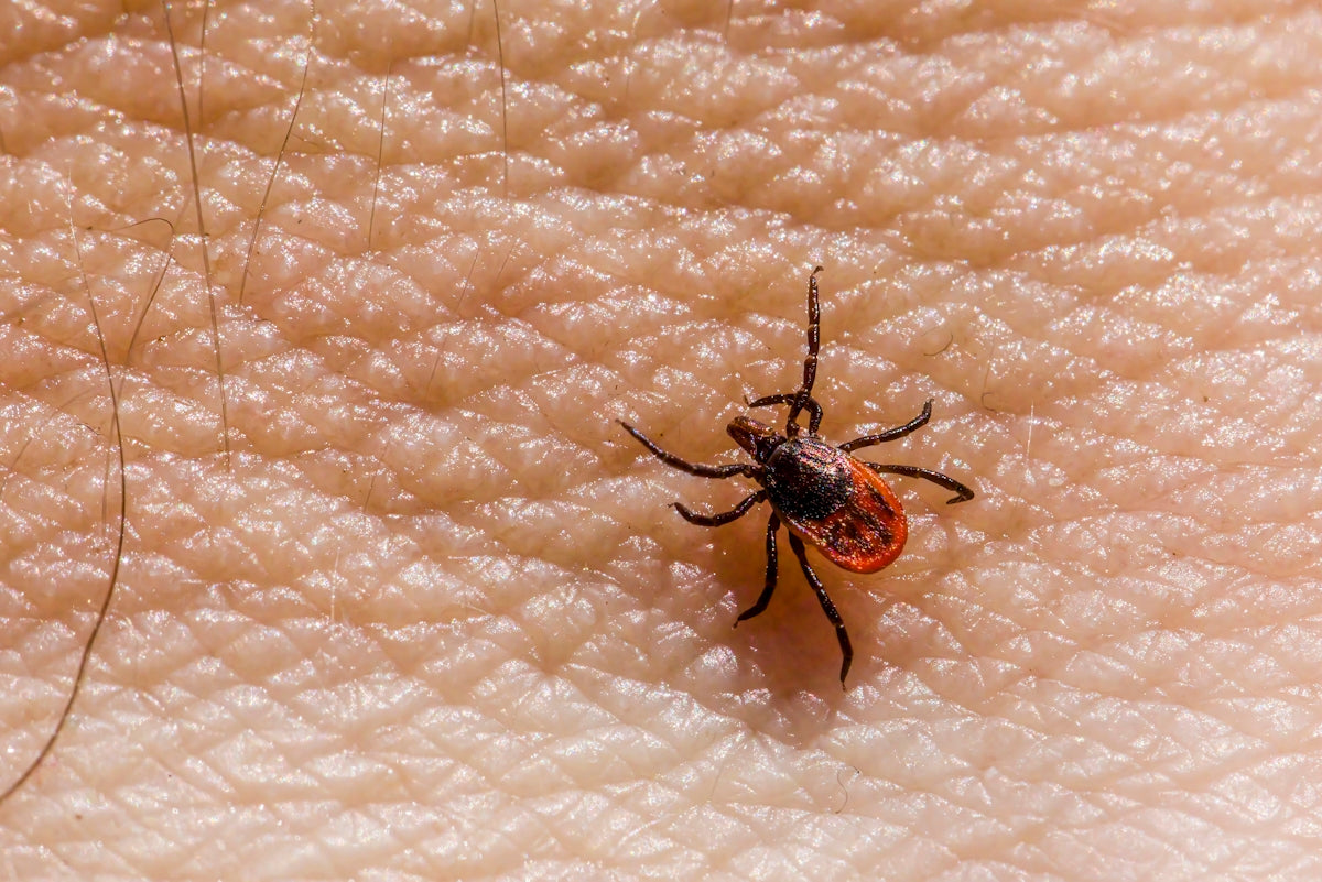 a bed bug on a human's skin
