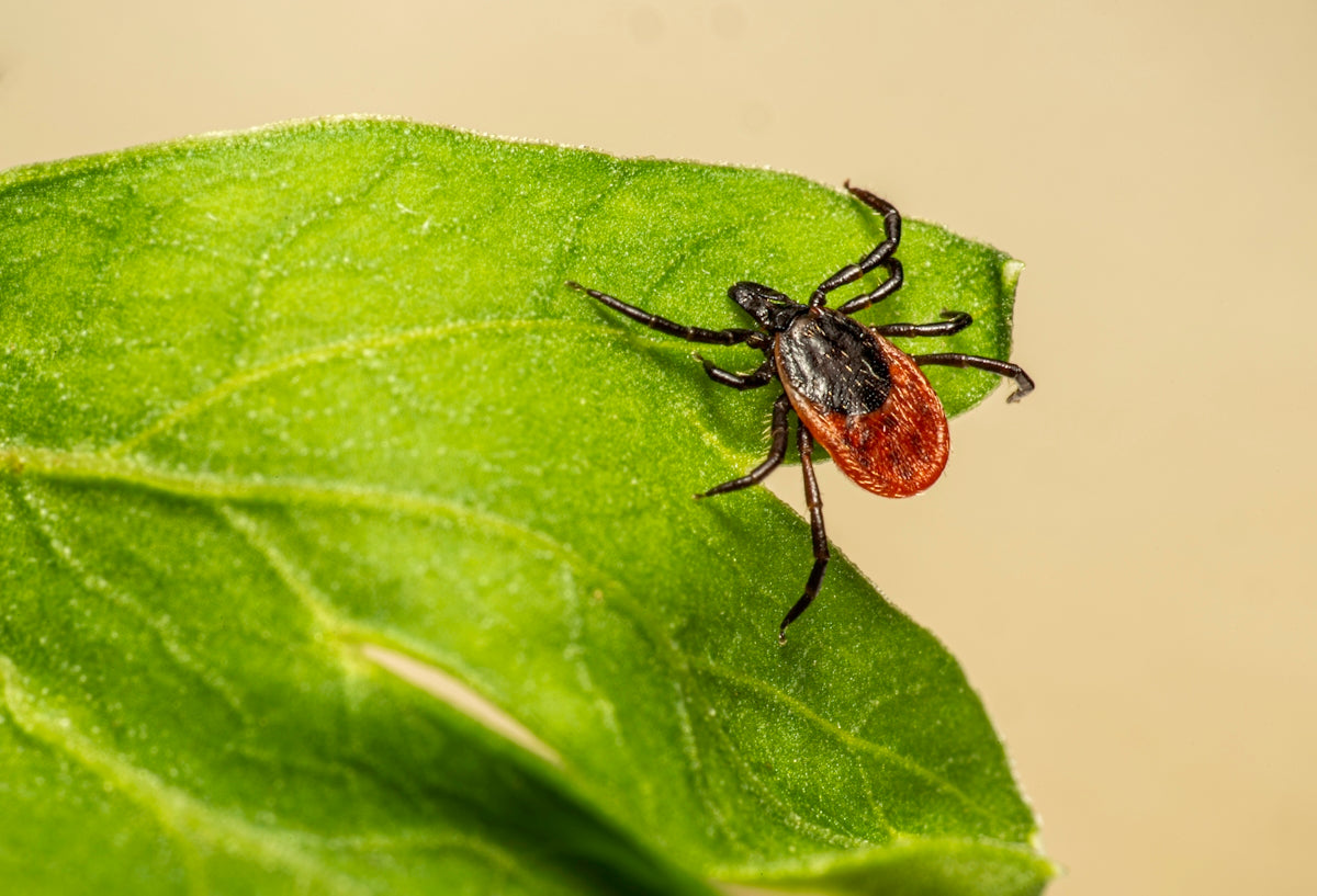 A red and black bug on a green leaf