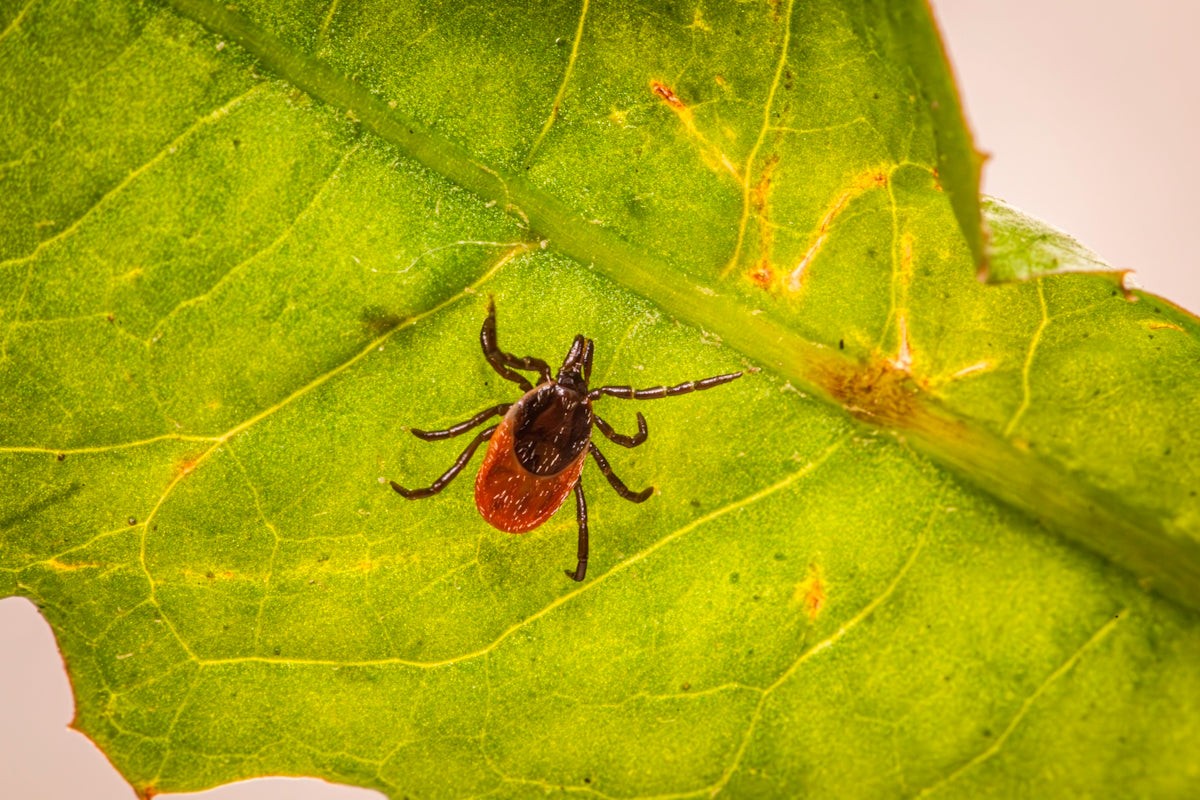 A bug on a green leaf on a white background