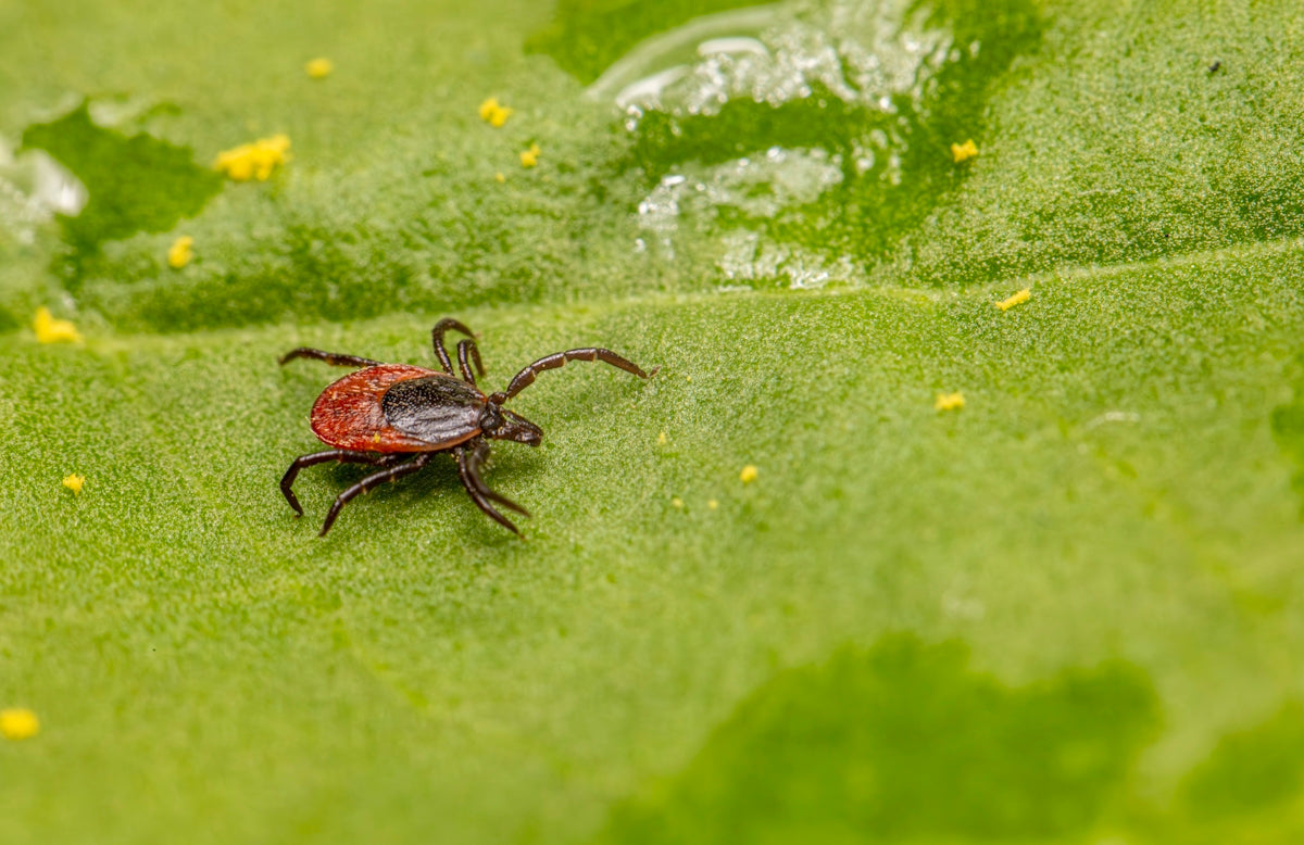A tick rests on a vibrant, green leaf.