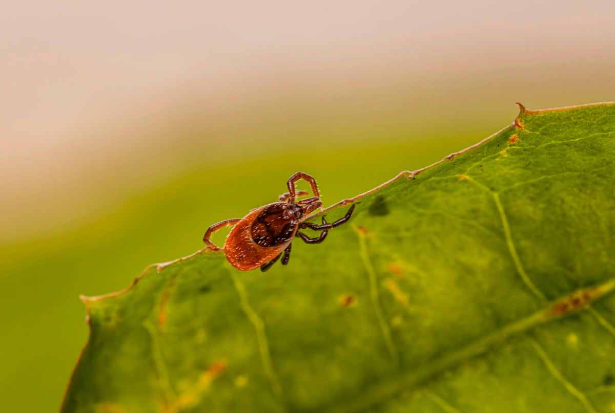 A tick perched on a green leaf.