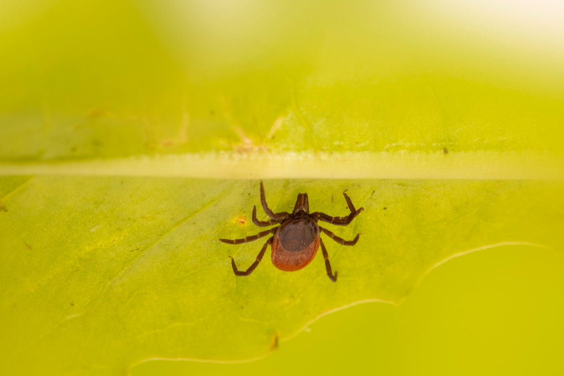 A tick on a leaf is visible.