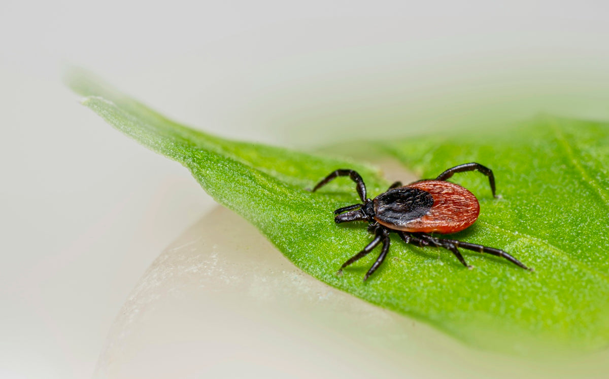 A tick rests on a bright green leaf