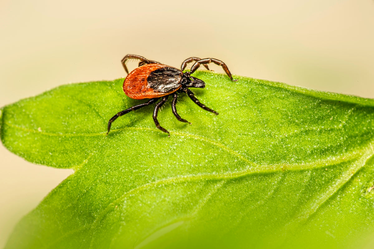 A red and black tick rests on a green leaf.