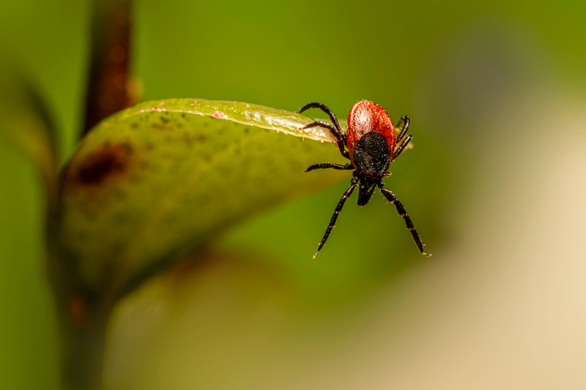 A red tick clinging to a green leaf.